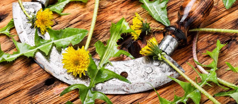 Medicinal plant dandelion or Taraxacum officinale.Dandelion leaves.Herbal apothecary.Fresh herbs