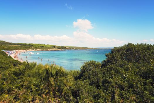 panoramic of Lazzaretto beach in Alghero, Sardinia, Italy. turquoise water beach surrounded by vegetation
