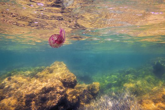 pink jellyfish swimming in the sea near the rocks and the surface, pelagia noctiluca, luminescent acalefo. copy space for text