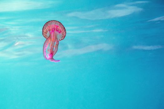 pink jellyfish swimming in a turquoise sea near the surface, pelagia noctiluca, luminescent acalefo. background with copy space for text