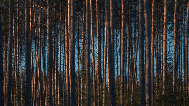 Pine Trees trunk in forest Nature Park woodland outdoor background