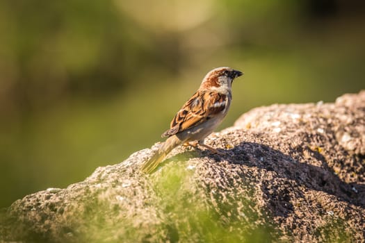 Eurasian Tree Sparrow Passer montanus