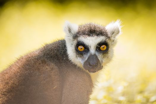 Single Lemur staring directly at camera