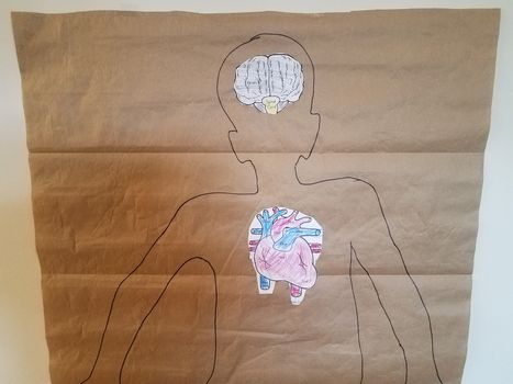 outline of child on paper with brain and heart organs