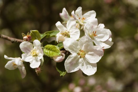 Branch of fruit tree with flowers in the spring garden