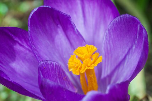 Spring flower a crocus with beautiful violet petals a close up