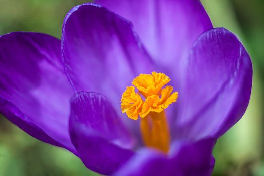 Spring flower a crocus with beautiful violet petals a close up