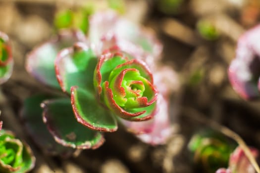 Releny plant a succulent growing in the soil