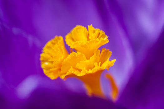 Spring flower a crocus with beautiful violet petals a close up