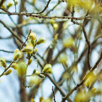 Willow branches a close up with the woken-up kidneys