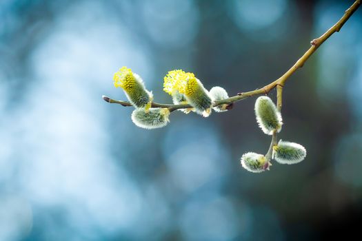 Willow branches a close up with the woken-up kidneys