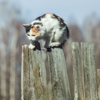 The three-colored cat sits on a fence