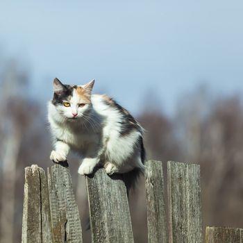 The three-colored cat sits on a fence