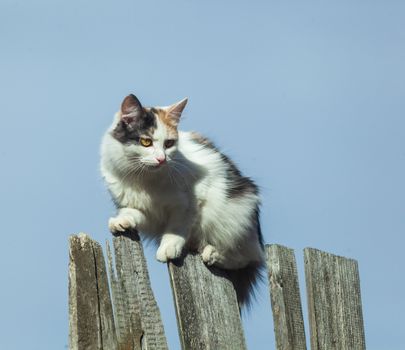 The three-colored cat sits on a fence