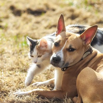 Dog and cat playing together outdoor