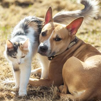 Dog and cat playing together outdoor