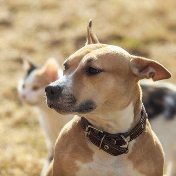 Dog and cat playing together outdoor