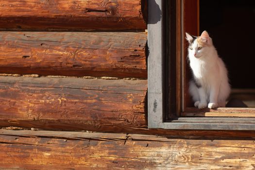 Young three-colored cat in a doorway in sunny day