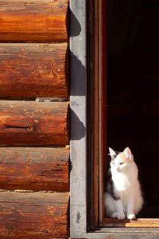 Young three-colored cat in a doorway in sunny day