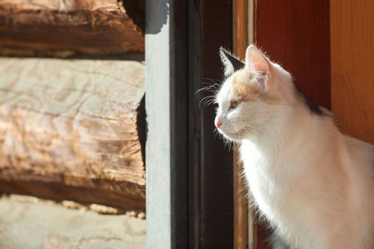 Young three-colored cat in a doorway in sunny day