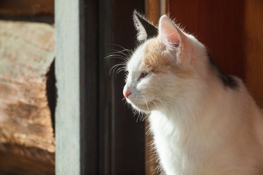 Young three-colored cat in a doorway in sunny day
