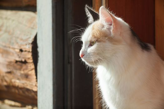 Young three-colored cat in a doorway in sunny day