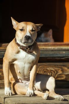 The dog sits on the steps of near cat lying in a doorway