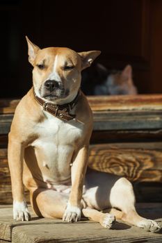 The dog sits on the steps of near cat lying in a doorway