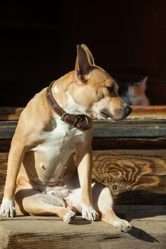 The dog sits on the steps of near cat lying in a doorway