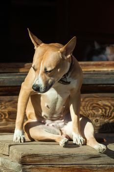 The dog sits on the steps of near cat lying in a doorway