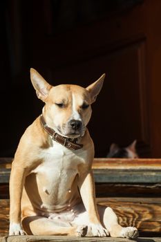 The dog sits on the steps of near cat lying in a doorway