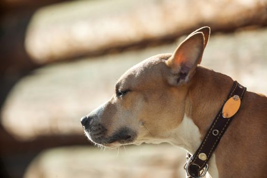 beautiful red dog with a collar looking at left