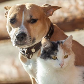 Dog and cat playing together outdoor