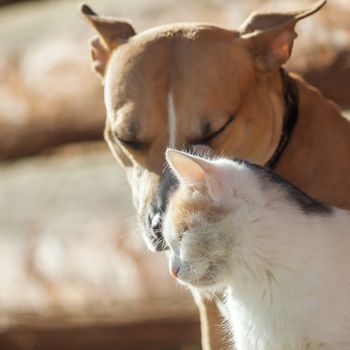 Dog and cat playing together outdoor