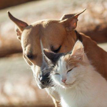 Dog and cat playing together outdoor