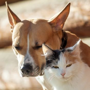 Dog and cat playing together outdoor