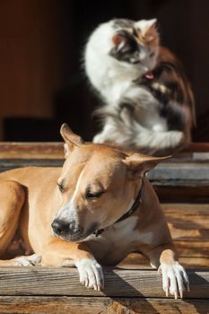 The dog lies on the steps of near cat lying in a doorway