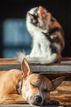 The dog lies on the steps of near cat lying in a doorway