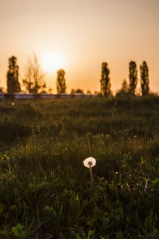 Landscape, one white dandelion in the evening beautiful back magic light.