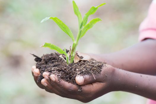 This child shows how to plant grass.