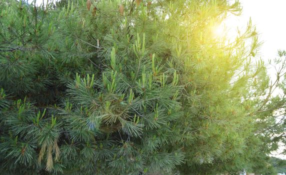 Sun glare shining through the branches of pine with young shoots on the branches, coniferous trees, the background of nature.