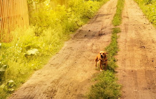 Little angry red dog stands on the road and looks aggressively, outdoors on a summer day.