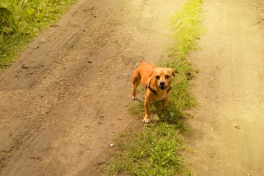 Little angry red dog stands on the road and looks aggressively, outdoors on a summer day.