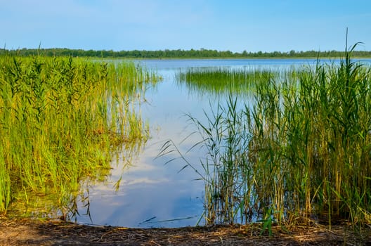 Beautiful summer lake or pond with reed and blue sky