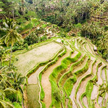 Drone view of Tegalalang rice terrace in Bali, Indonesia, with palm trees and paths for touristr to walk around plantations.