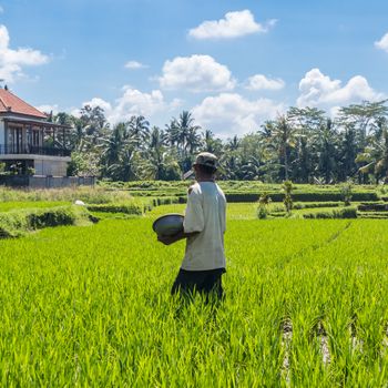 Unrecognizable male farmer working in beautiful rice terrace plantation near Ubud,Bali, Indonesia, south east Asia.