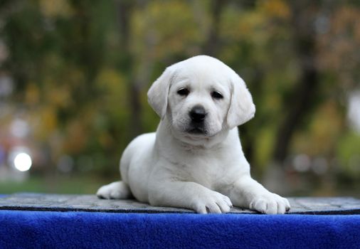 a little yellow labrador puppy sitting on blue background
