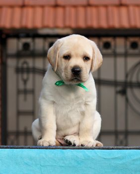 sweet little yellow labrador puppy sitting on blue background