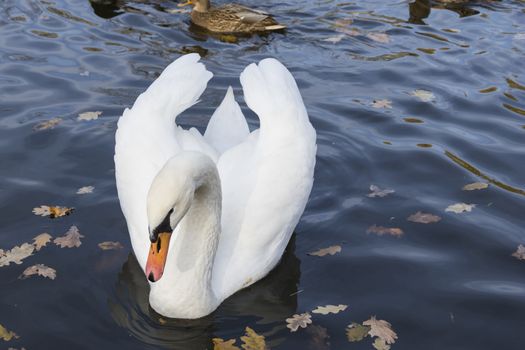 Swan on the lake water on a beautiful autumn day