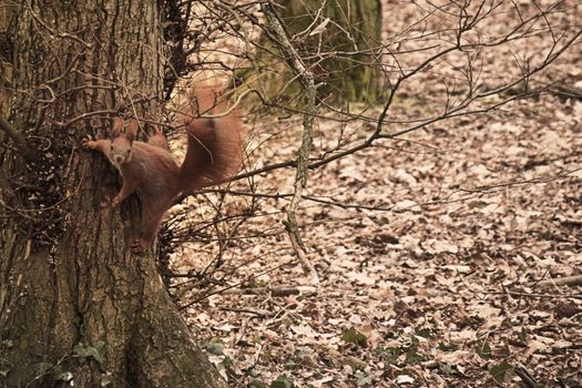 squirrel on a tree in a jump position. amazing photo